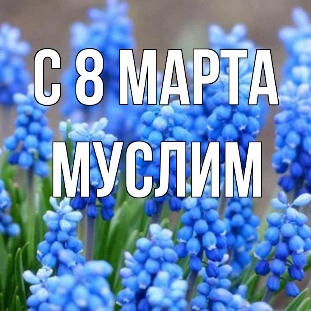 Открытка на каждый день с именем, Муслим С 8 марта Поздравительная открытка для женщин с цветами на праздничную дату Прикольная открытка с пожеланием онлайн скачать бесплатно 