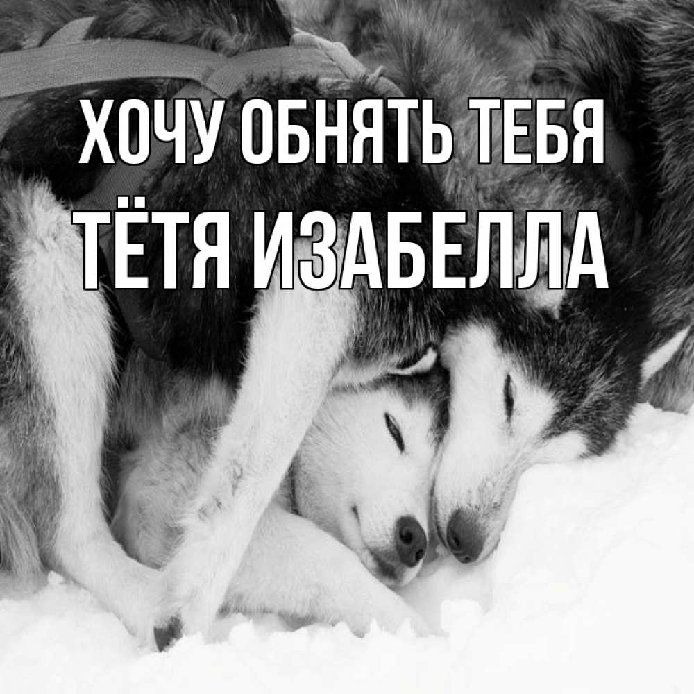 Открытка на каждый день с именем, Тётя-Изабелла Хочу обнять тебя собачки в упряжке Прикольная открытка с пожеланием онлайн скачать бесплатно 