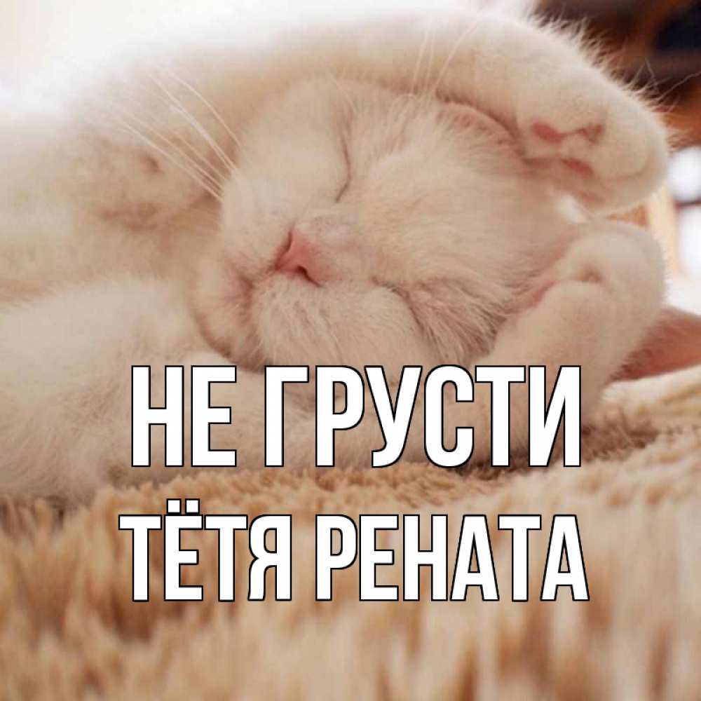 Открытка на каждый день с именем, Тётя-Рената Не грусти белый кот Прикольная открытка с пожеланием онлайн скачать бесплатно 