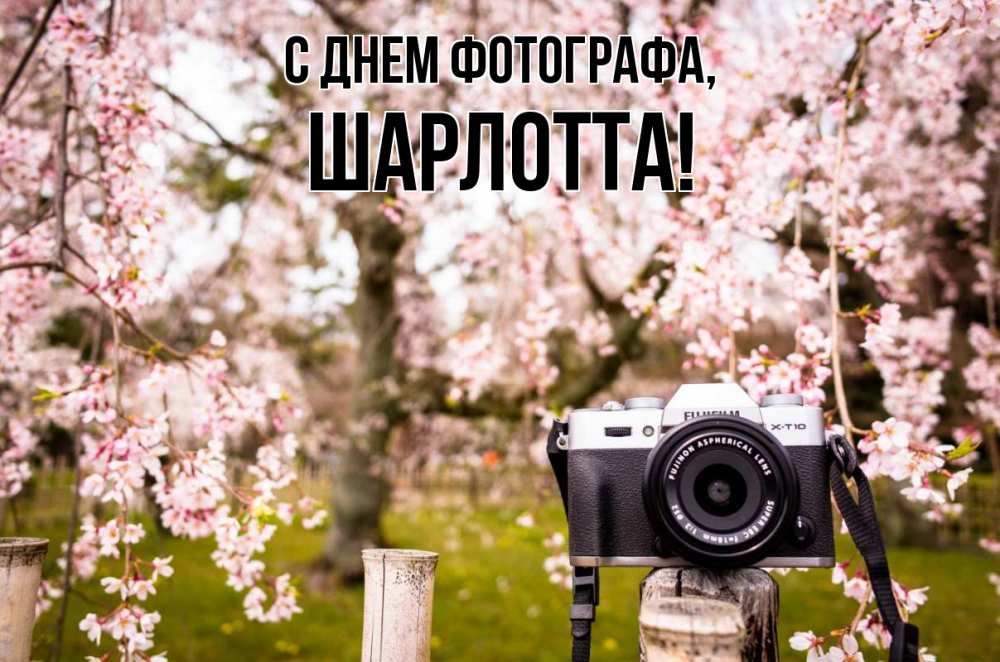 Открытка на каждый день с именем, Шарлотта С днем фотографа сирень с днем фотографа, фотоаппарат Прикольная открытка с пожеланием онлайн скачать бесплатно 