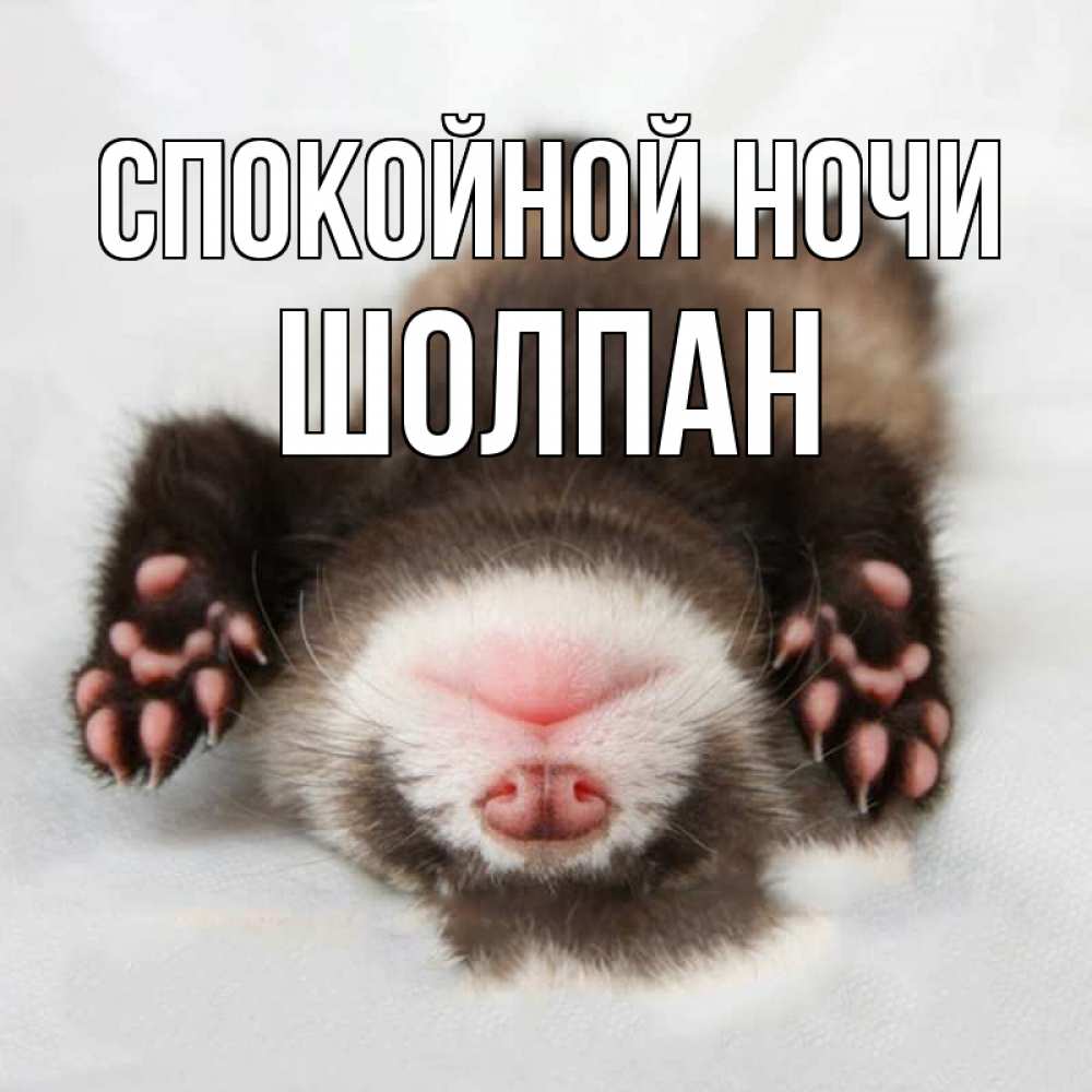 Открытка на каждый день с именем, Шолпан Спокойной ночи зверек Прикольная открытка с пожеланием онлайн скачать бесплатно 