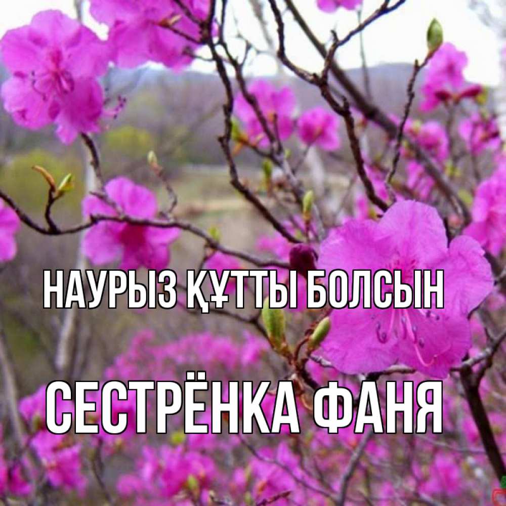 Открытка на каждый день с именем, Сестрёнка-Фаня Наурыз құтты болсын наурыз мейрамы кутты болсын Прикольная открытка с пожеланием онлайн скачать бесплатно 