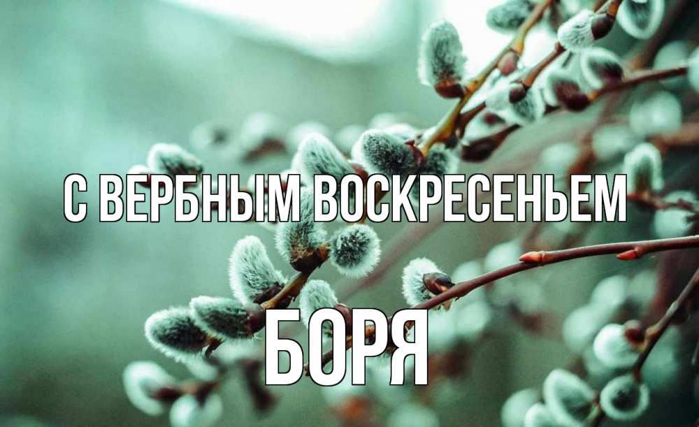 Открытка на каждый день с именем, Боря С вербным воскресеньем верба Прикольная открытка с пожеланием онлайн скачать бесплатно 