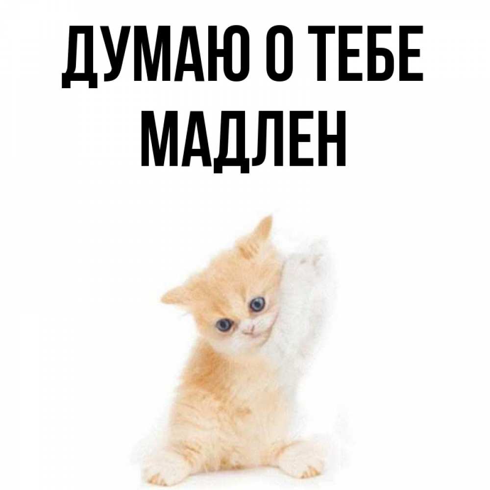 Открытка на каждый день с именем, Мадлен Думаю о тебе зверушки и милота Прикольная открытка с пожеланием онлайн скачать бесплатно 