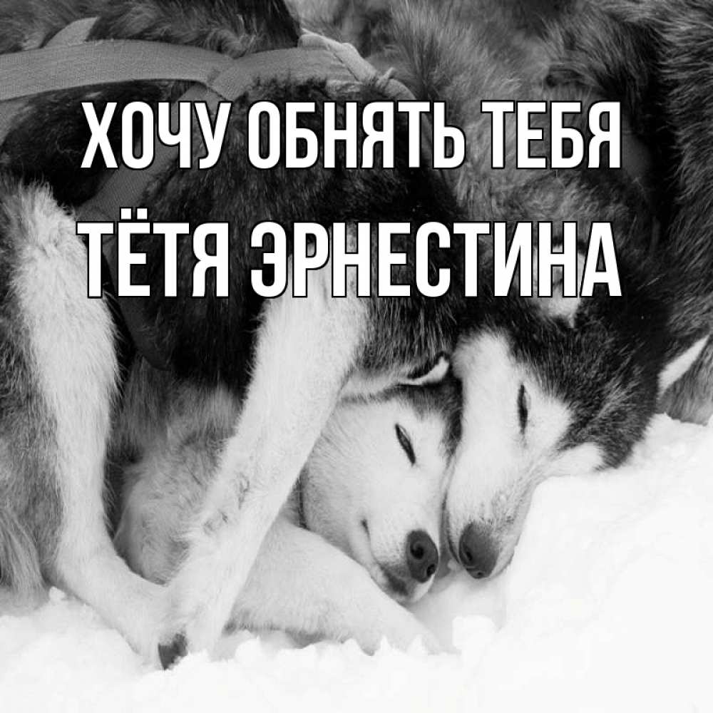 Открытка на каждый день с именем, Тётя-Эрнестина Хочу обнять тебя собачки в упряжке Прикольная открытка с пожеланием онлайн скачать бесплатно 