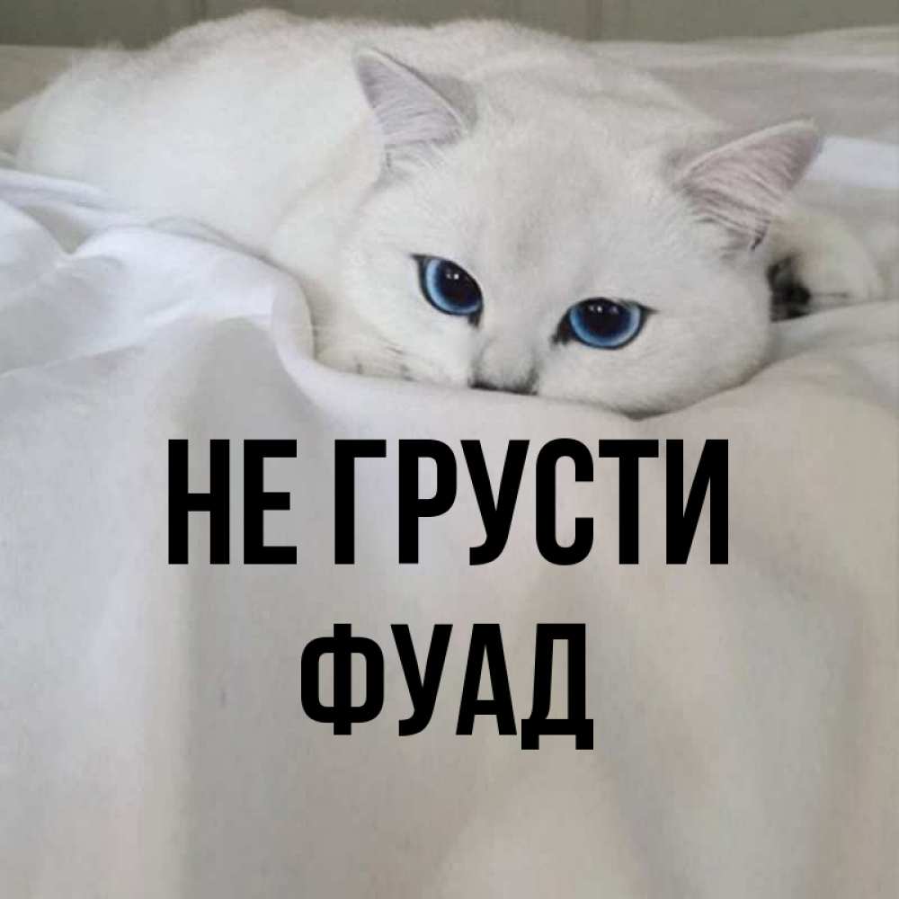 Открытка на каждый день с именем, Фуад Не грусти Голубоглазая кошка Прикольная открытка с пожеланием онлайн скачать бесплатно 