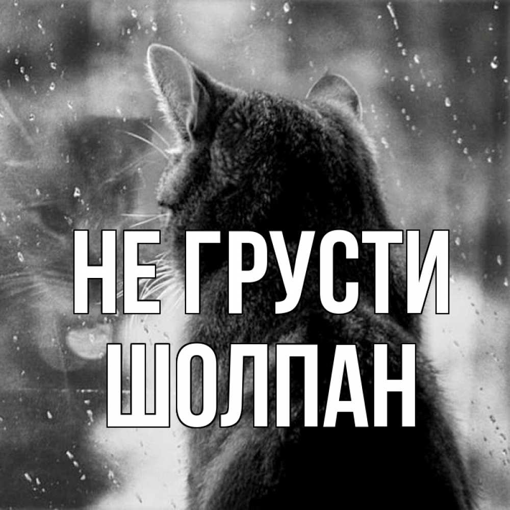 Открытка на каждый день с именем, Шолпан Не грусти отражение кота 1 Прикольная открытка с пожеланием онлайн скачать бесплатно 