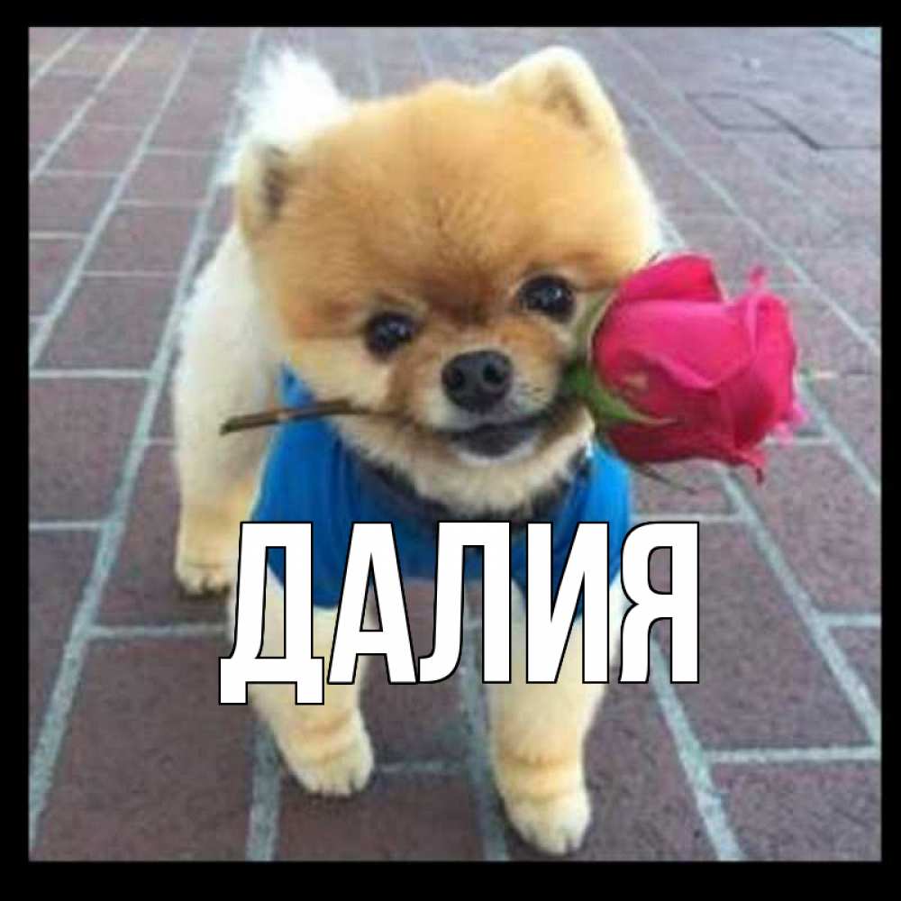 Картинка  с именем , Далия