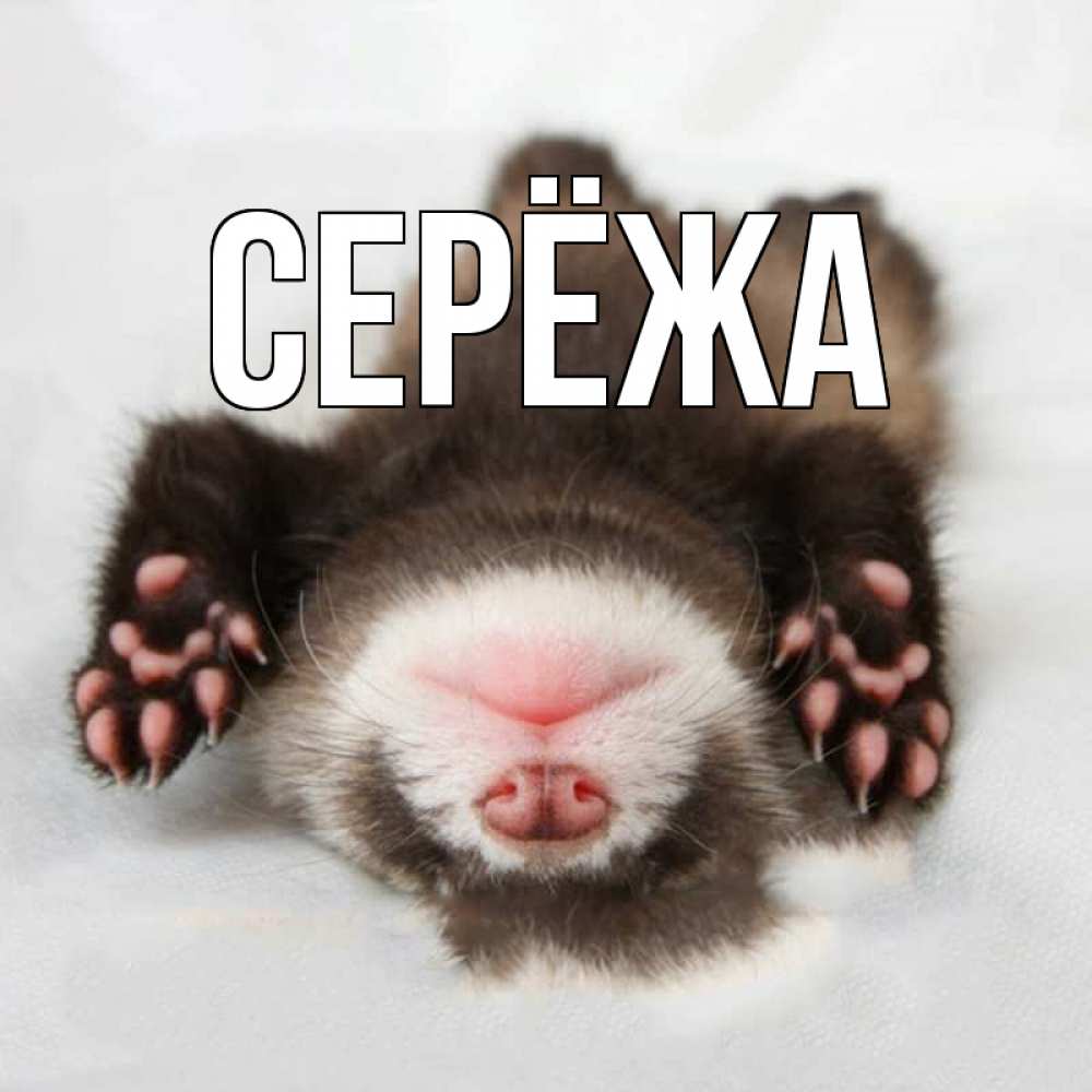 Открытка на каждый день с именем, Серёжа Главная зверек Прикольная открытка с пожеланием онлайн скачать бесплатно 