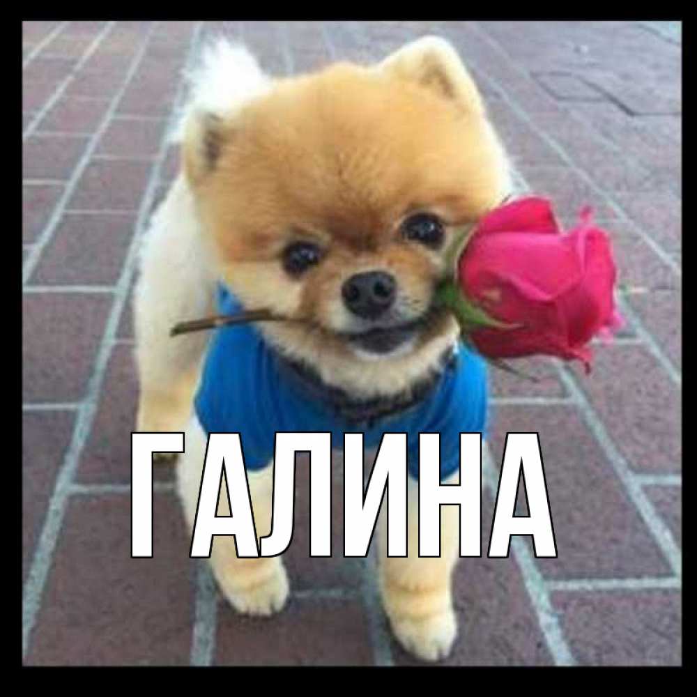 Открытка на каждый день с именем, Галина Главная спасибо и дарю тебе цветок Прикольная открытка с пожеланием онлайн скачать бесплатно 