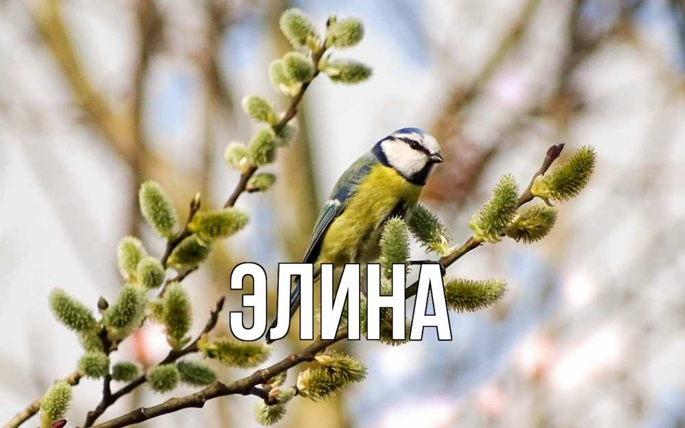 Открытка на каждый день с именем, Элина Главная верба Прикольная открытка с пожеланием онлайн скачать бесплатно 