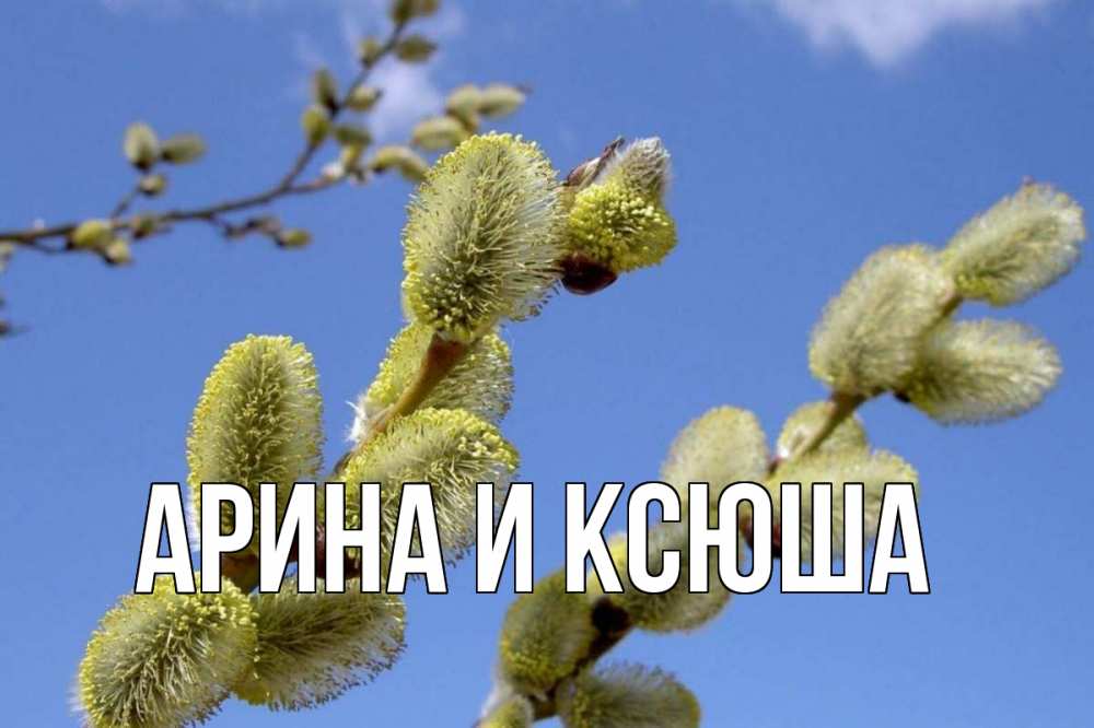 Открытка на каждый день с именем, Арина-и-Ксюша Главная верба Прикольная открытка с пожеланием онлайн скачать бесплатно 