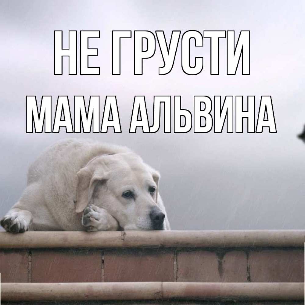 Открытка на каждый день с именем, Мама-Альвина Не грусти белый пес 1 Прикольная открытка с пожеланием онлайн скачать бесплатно 