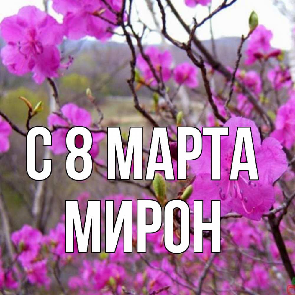 Открытка на каждый день с именем, Мирон С 8 МАРТА международный женский день Прикольная открытка с пожеланием онлайн скачать бесплатно 