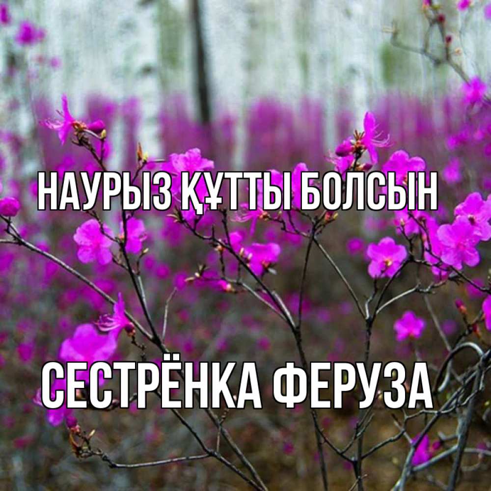 Открытка на каждый день с именем, Сестрёнка-Феруза Наурыз құтты болсын дикие цветы Прикольная открытка с пожеланием онлайн скачать бесплатно 