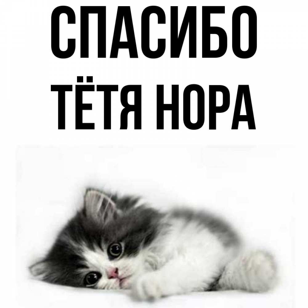 Открытка на каждый день с именем, Тётя-Нора Спасибо черный и белый кот Прикольная открытка с пожеланием онлайн скачать бесплатно 