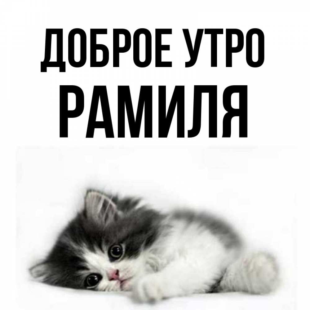 Открытки, смешные картинки рамиль