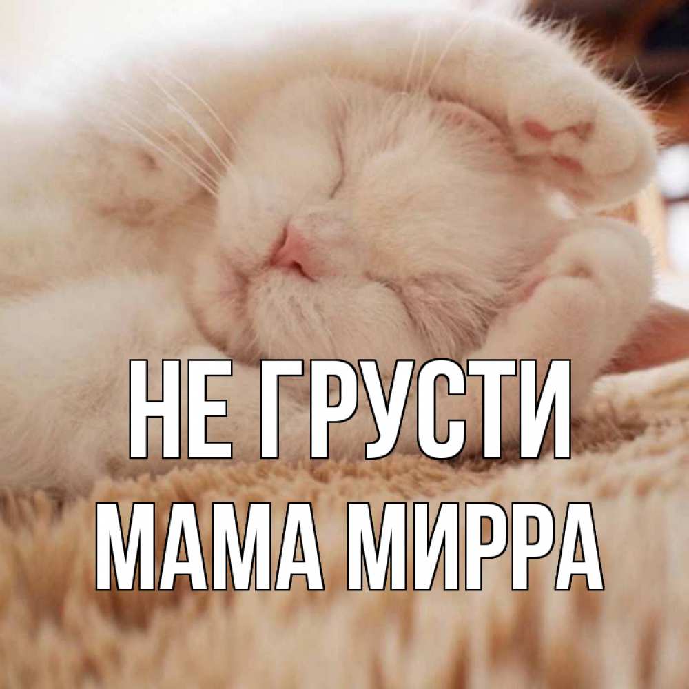 Открытка на каждый день с именем, Мама-Мирра Не грусти белый кот Прикольная открытка с пожеланием онлайн скачать бесплатно 