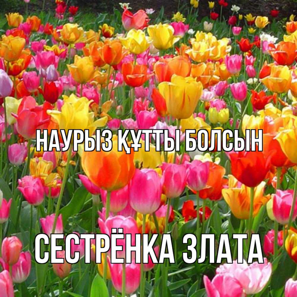 Открытка на каждый день с именем, Сестрёнка-Злата Наурыз құтты болсын на наурыз  ура ура Прикольная открытка с пожеланием онлайн скачать бесплатно 
