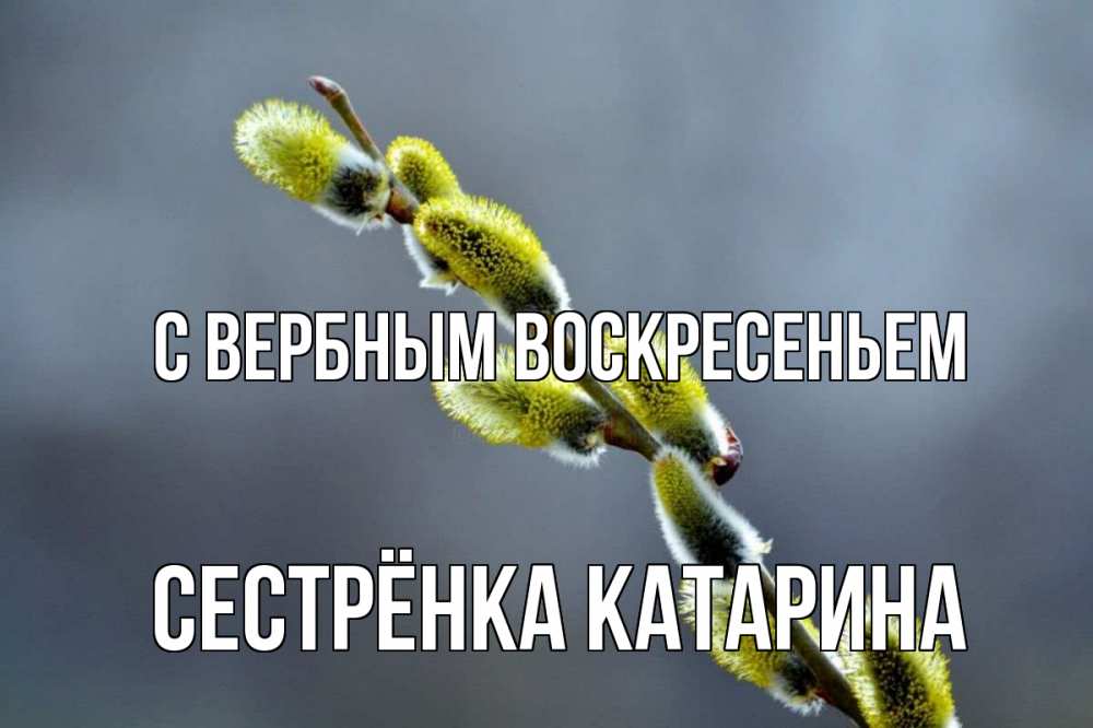 Открытка на каждый день с именем, Сестрёнка-Катарина С вербным воскресеньем верба Прикольная открытка с пожеланием онлайн скачать бесплатно 