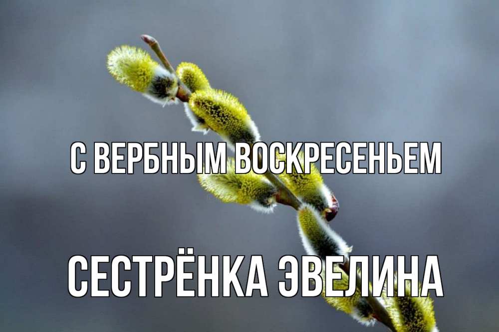 Открытка на каждый день с именем, Сестрёнка-Эвелина С вербным воскресеньем верба Прикольная открытка с пожеланием онлайн скачать бесплатно 