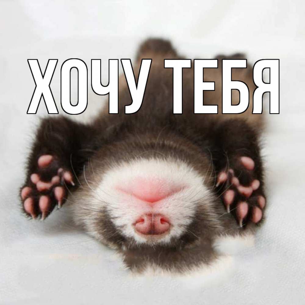 Открытка на каждый день с именем, Хочу-тебя Главная зверек Прикольная открытка с пожеланием онлайн скачать бесплатно 