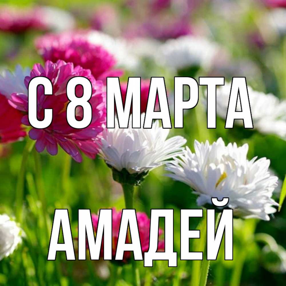 Открытка на каждый день с именем, Амадей С 8 МАРТА международный женский день 1 Прикольная открытка с пожеланием онлайн скачать бесплатно 