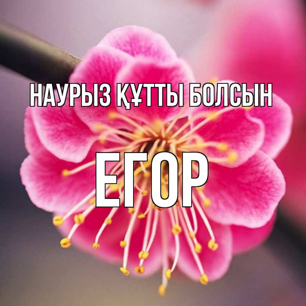 Открытка на каждый день с именем, Егор Наурыз құтты болсын цветы Прикольная открытка с пожеланием онлайн скачать бесплатно 