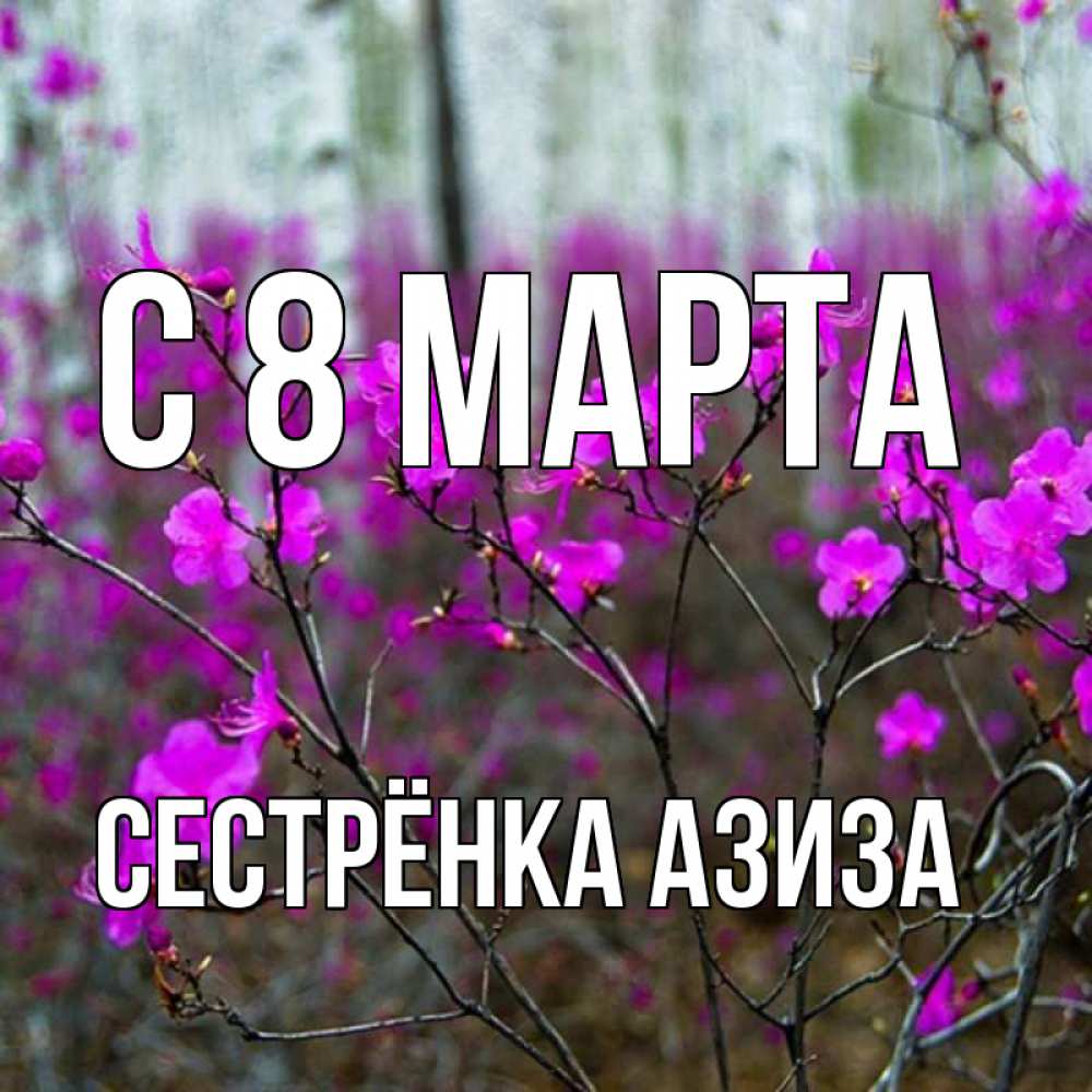 Открытка на каждый день с именем, Сестрёнка-Азиза С 8 МАРТА дикие цветы Прикольная открытка с пожеланием онлайн скачать бесплатно 