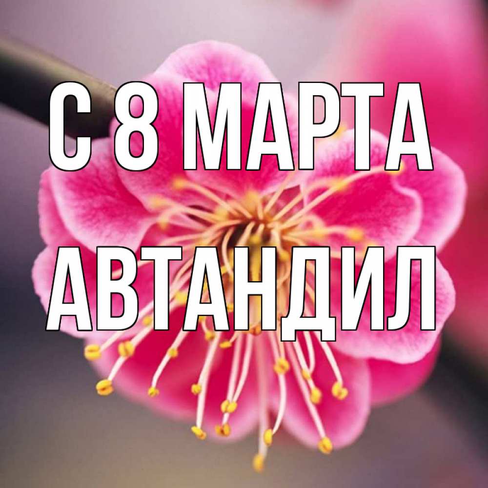 Открытка на каждый день с именем, Автандил С 8 МАРТА цветы Прикольная открытка с пожеланием онлайн скачать бесплатно 