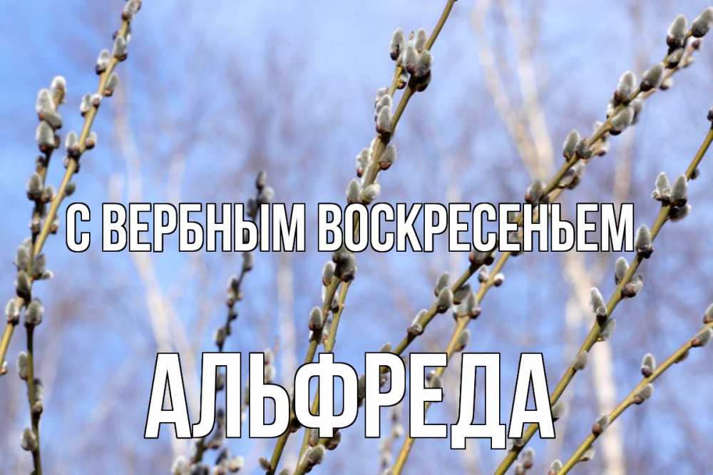 Открытка на каждый день с именем, Альфреда С вербным воскресеньем верба Прикольная открытка с пожеланием онлайн скачать бесплатно 