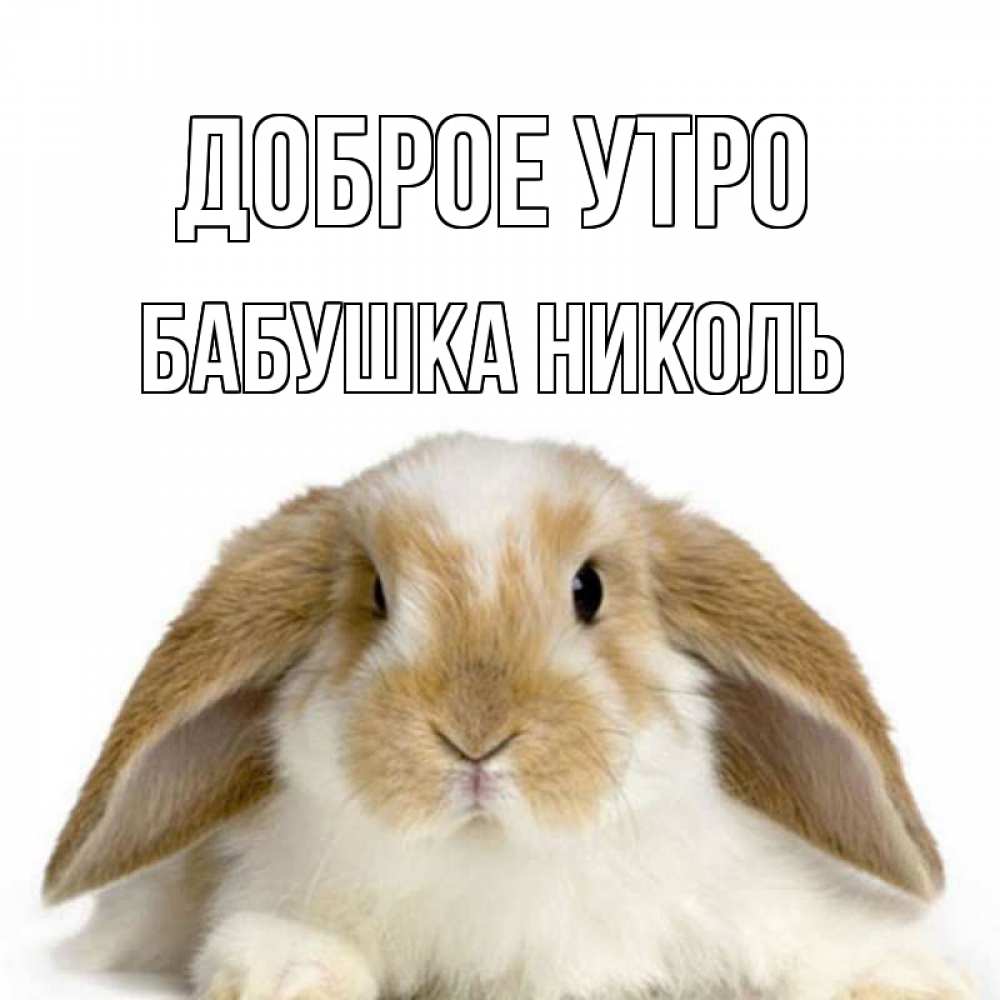 Открытка на каждый день с именем, Бабушка-Николь Доброе утро прикольные открытки на каждый день Прикольная открытка с пожеланием онлайн скачать бесплатно 