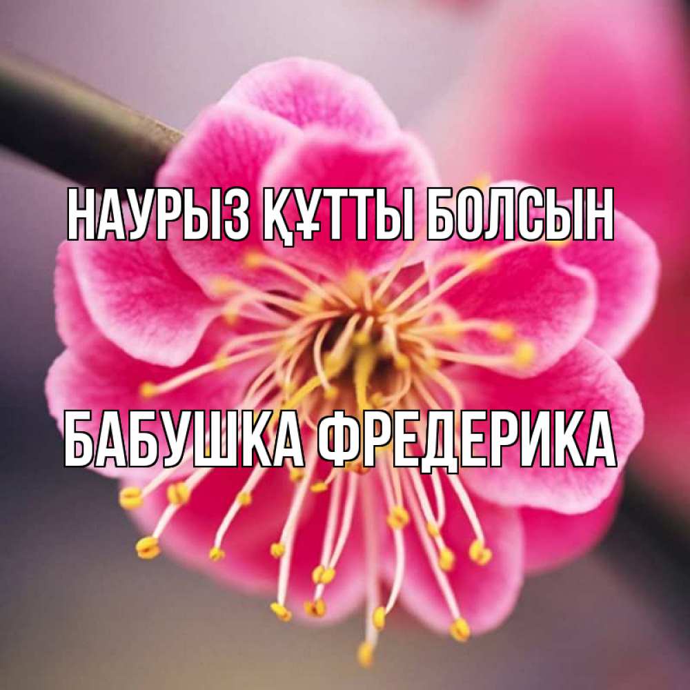 Открытка на каждый день с именем, Бабушка-Фредерика Наурыз құтты болсын цветы Прикольная открытка с пожеланием онлайн скачать бесплатно 