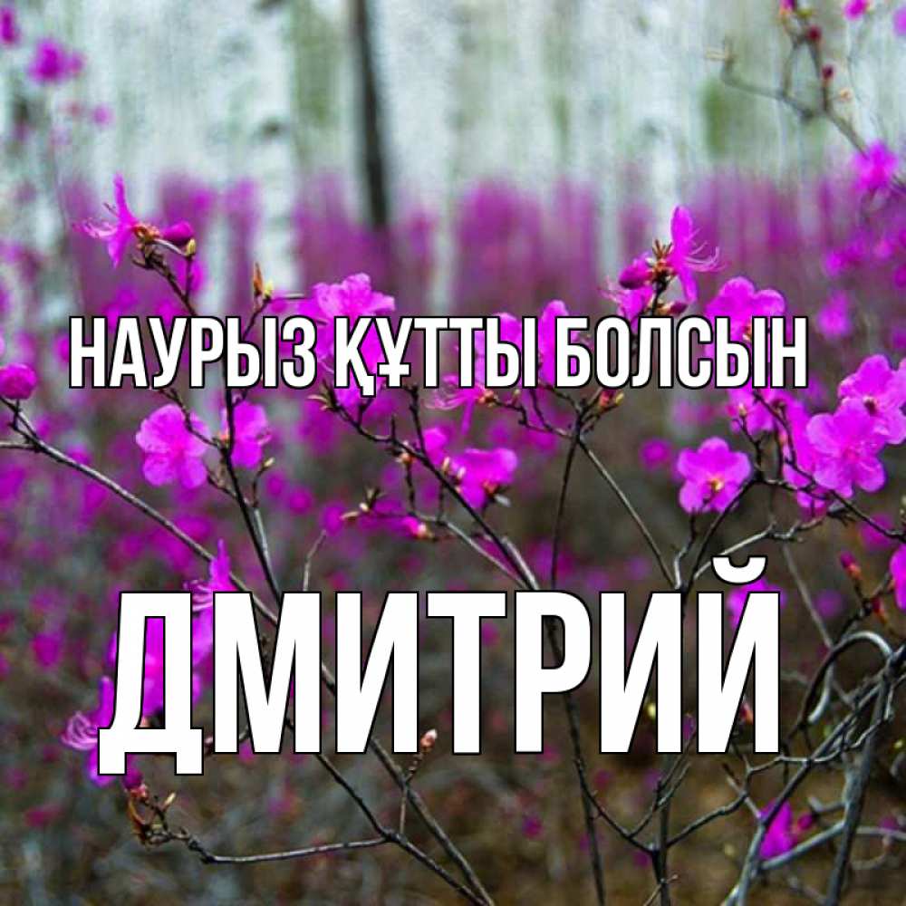 Открытка на каждый день с именем, Дмитрий Наурыз құтты болсын дикие цветы Прикольная открытка с пожеланием онлайн скачать бесплатно 