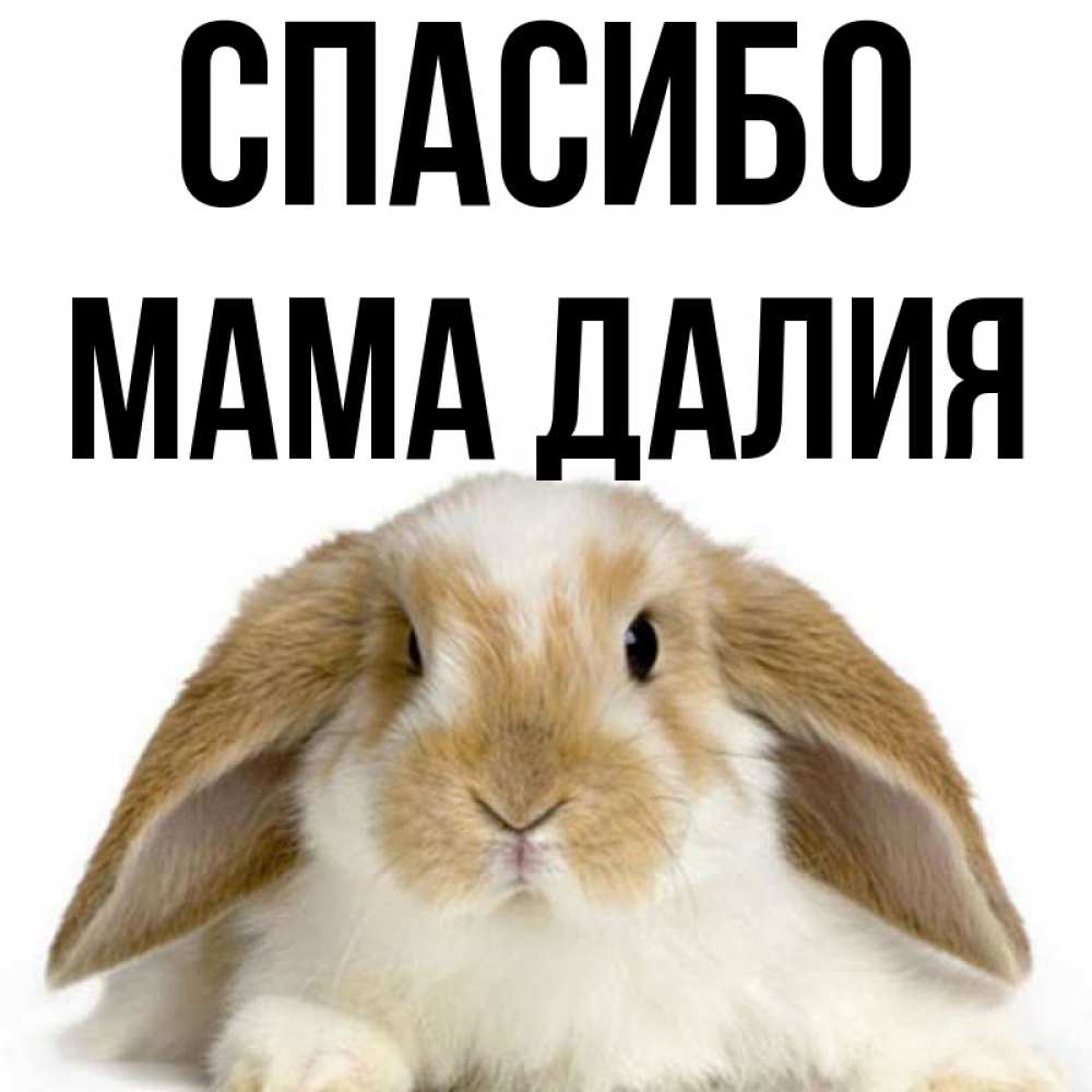 Открытка на каждый день с именем, Мама-Далия Спасибо коричнево белый заяц Прикольная открытка с пожеланием онлайн скачать бесплатно 