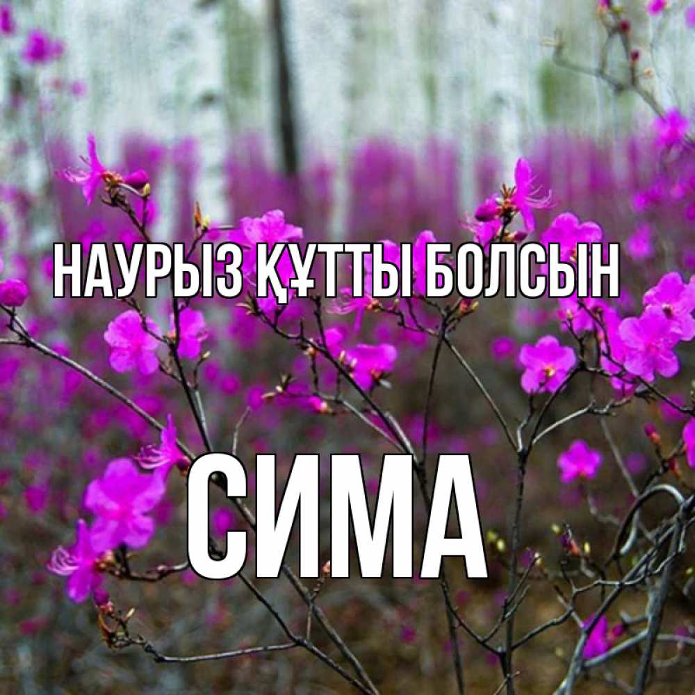 Открытка на каждый день с именем, Сима Наурыз құтты болсын дикие цветы Прикольная открытка с пожеланием онлайн скачать бесплатно 