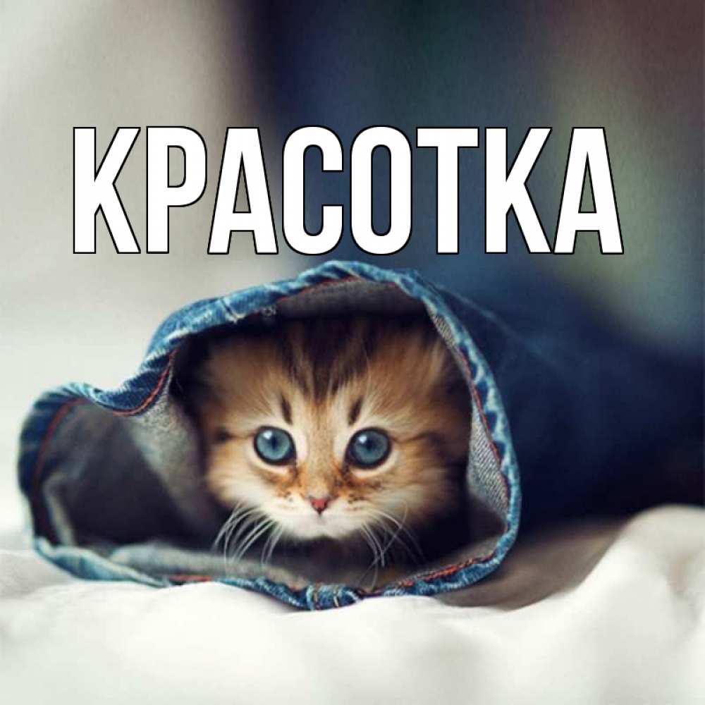 Открытка на каждый день с именем, красотка Главная кот в одежде Прикольная открытка с пожеланием онлайн скачать бесплатно 