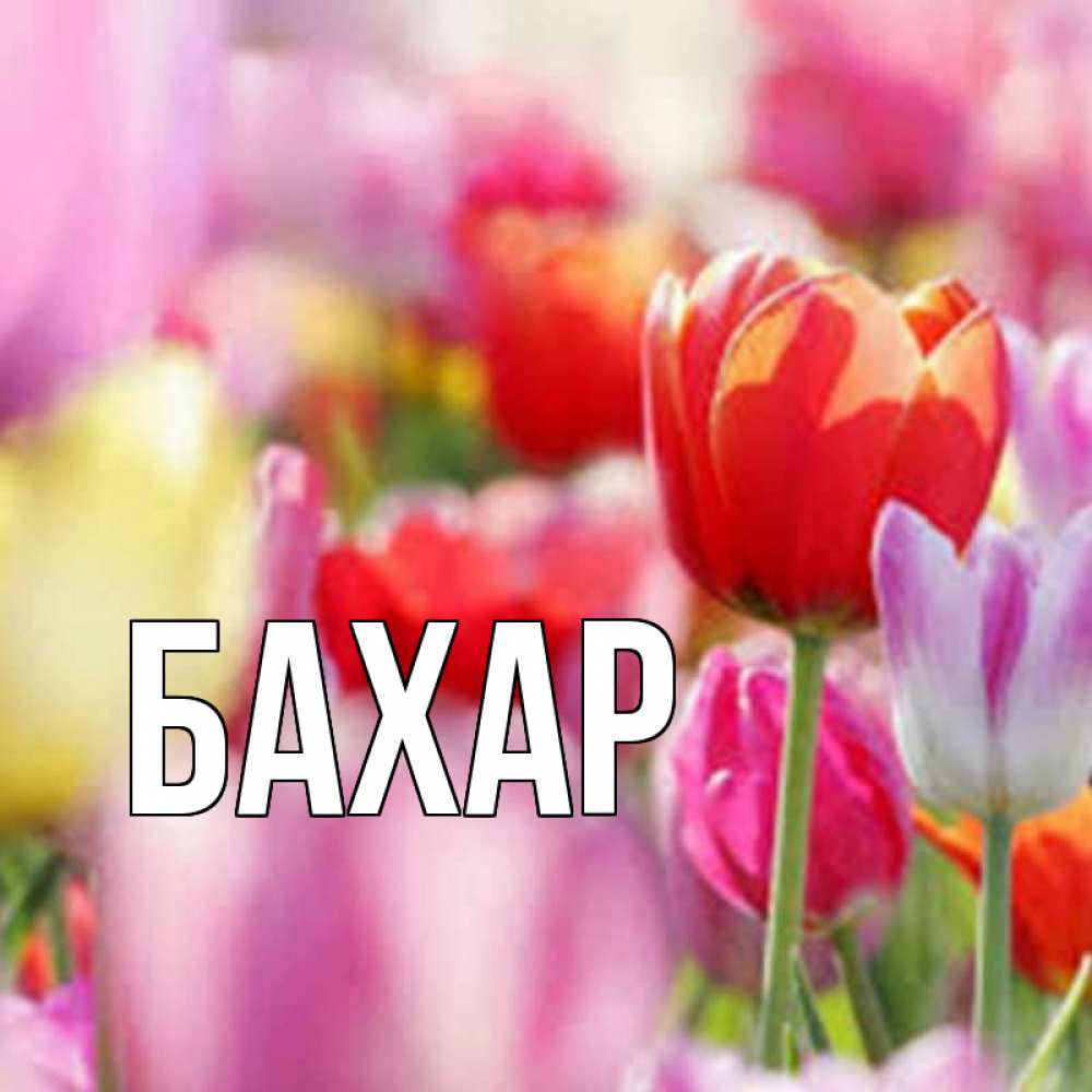 Открытка на каждый день с именем, Бахар Главная праздник весны наурыз 67 Прикольная открытка с пожеланием онлайн скачать бесплатно 