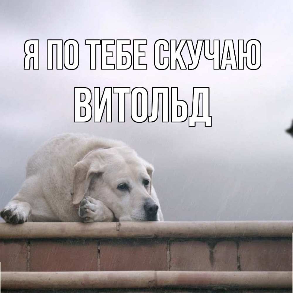Открытка на каждый день с именем, Витольд Я по тебе скучаю ждет Прикольная открытка с пожеланием онлайн скачать бесплатно 