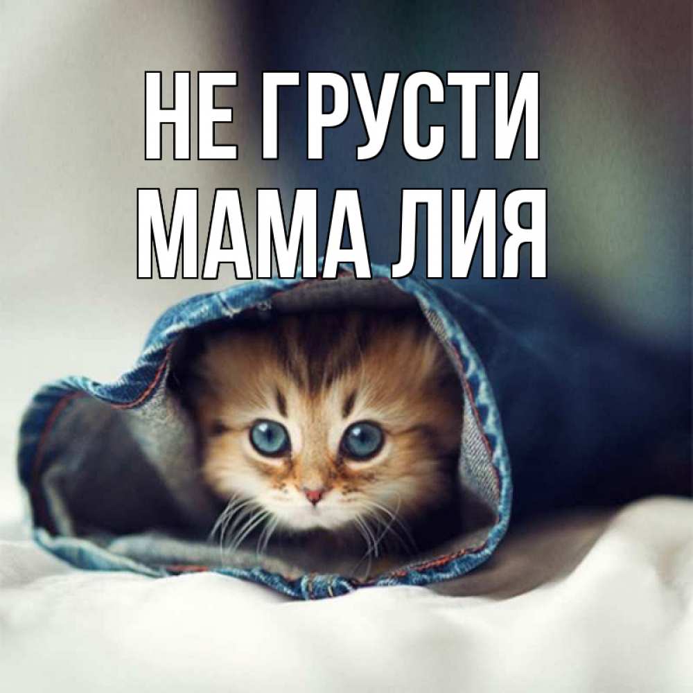 Открытка на каждый день с именем, Мама-Лия Не грусти кот в одежде Прикольная открытка с пожеланием онлайн скачать бесплатно 
