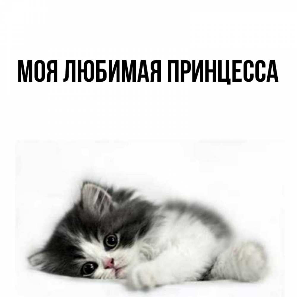 Открытка на каждый день с именем, Моя-Любимая-Принцесса Главная черный и белый кот Прикольная открытка с пожеланием онлайн скачать бесплатно 