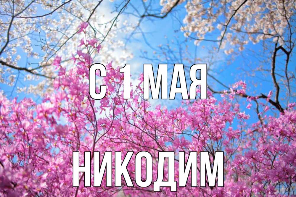 Открытка на каждый день с именем, Никодим С 1 мая С 1 мая Прикольная открытка с пожеланием онлайн скачать бесплатно 