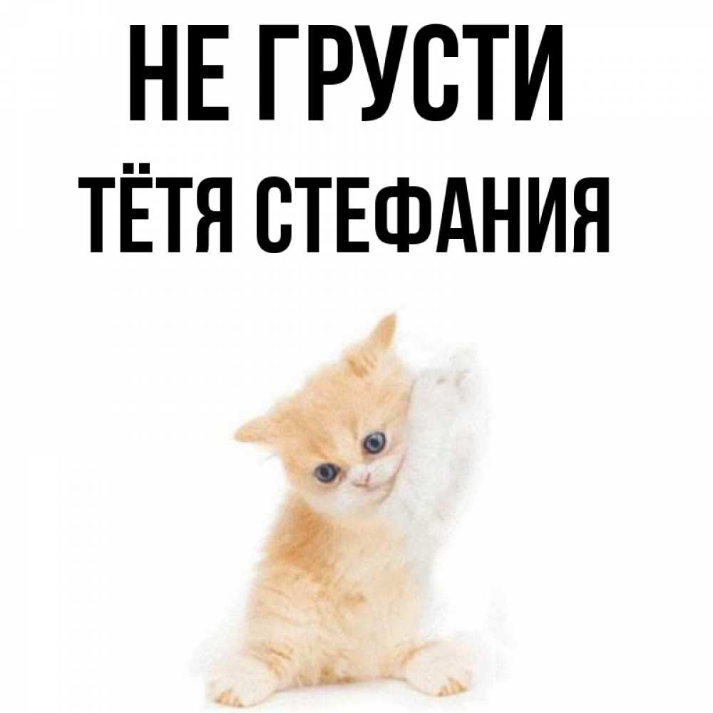 Открытка на каждый день с именем, Тётя-Стефания Не грусти просящий кот Прикольная открытка с пожеланием онлайн скачать бесплатно 