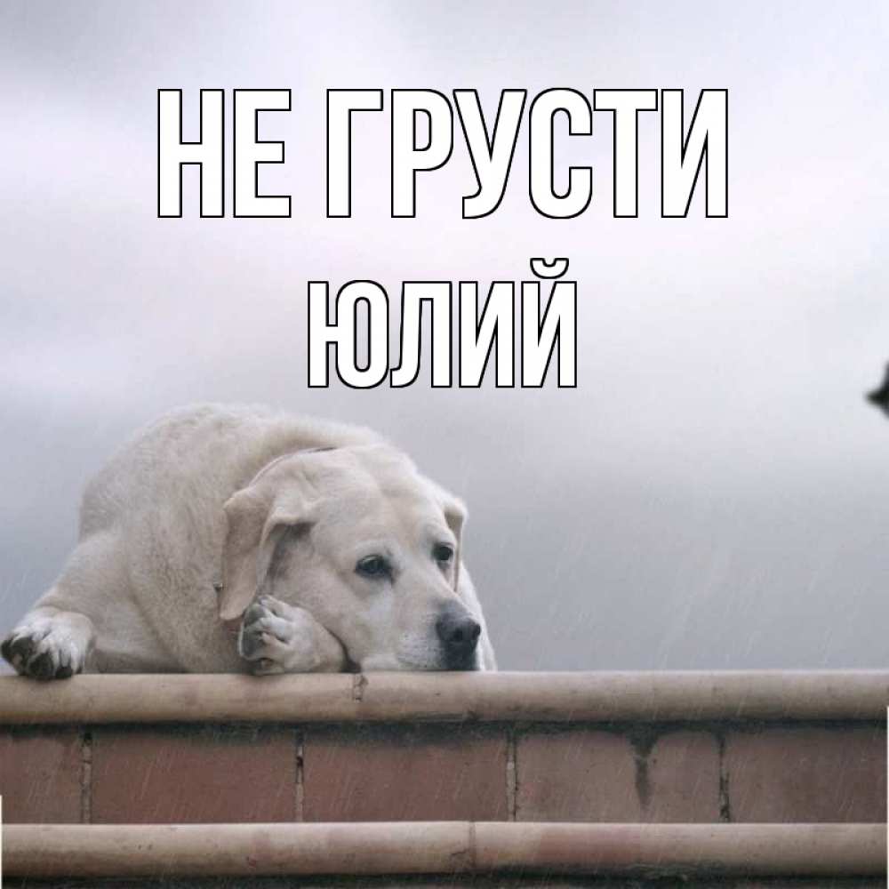 Открытка на каждый день с именем, Юлий Не грусти белый пес 1 Прикольная открытка с пожеланием онлайн скачать бесплатно 