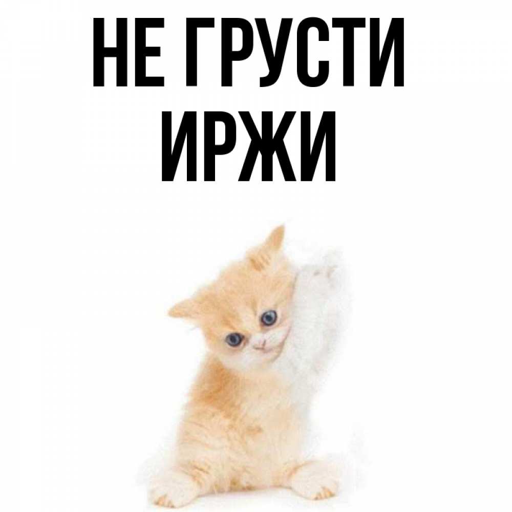 Открытка на каждый день с именем, Иржи Не грусти просящий кот Прикольная открытка с пожеланием онлайн скачать бесплатно 