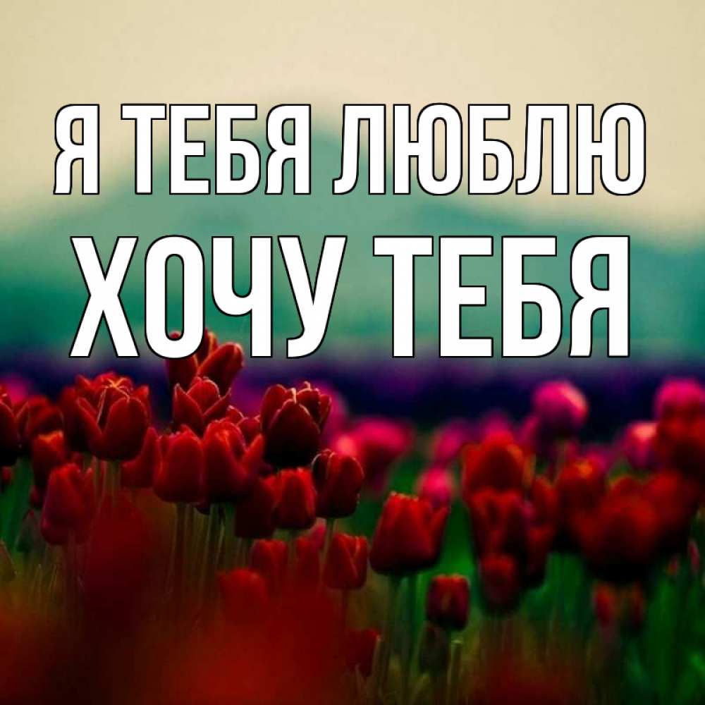 Картинка Я тебя люблю, Хочу тебя