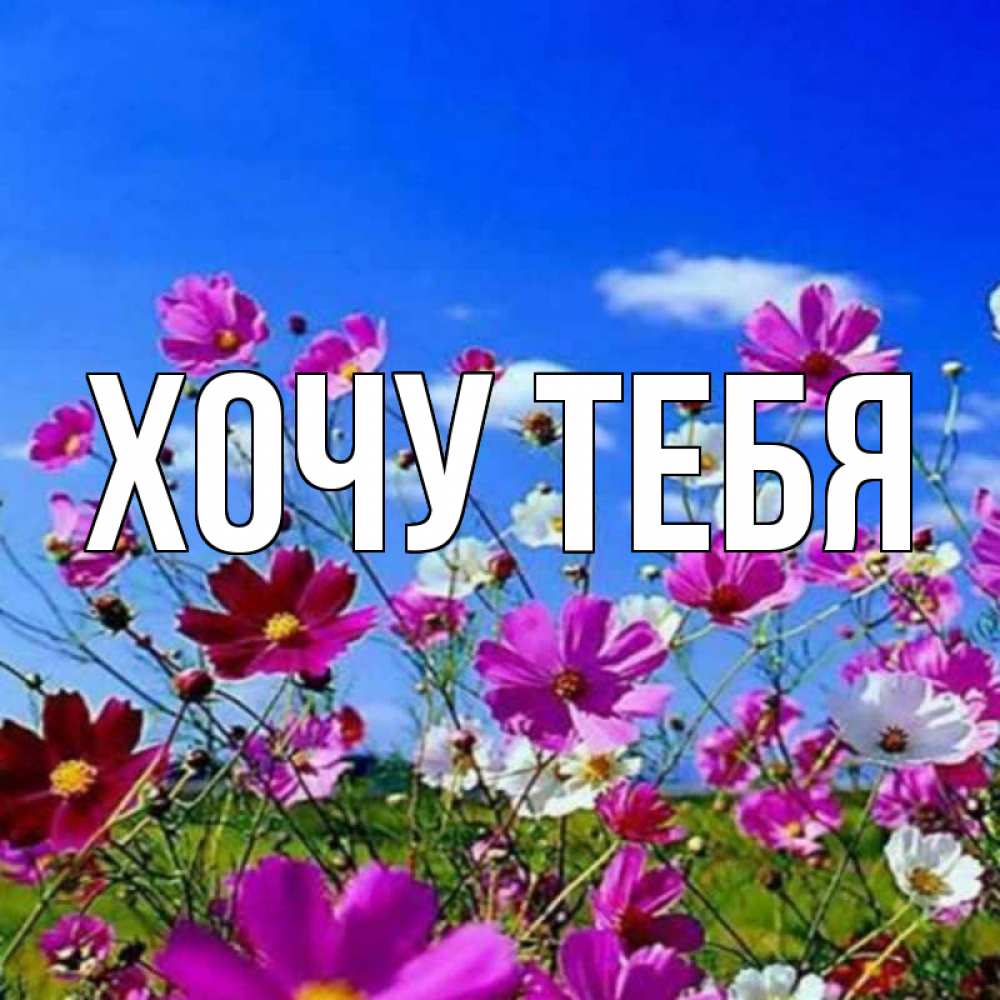 Открытка на каждый день с именем, Хочу-тебя Главная цветы Прикольная открытка с пожеланием онлайн скачать бесплатно 
