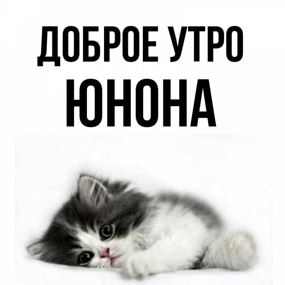Открытка на каждый день с именем, Юнона Доброе утро кот лапки Прикольная открытка с пожеланием онлайн скачать бесплатно 