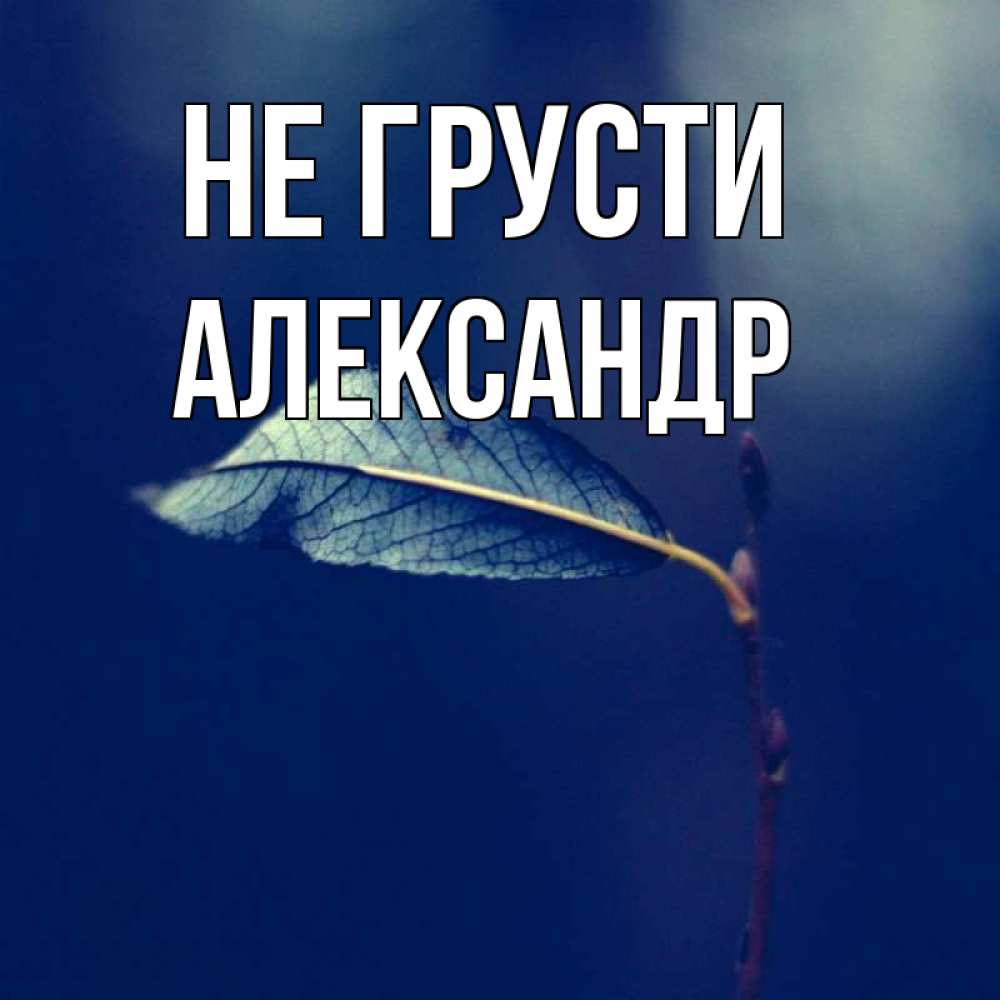 Открытка на каждый день с именем, Александр Не грусти растение Прикольная открытка с пожеланием онлайн скачать бесплатно 