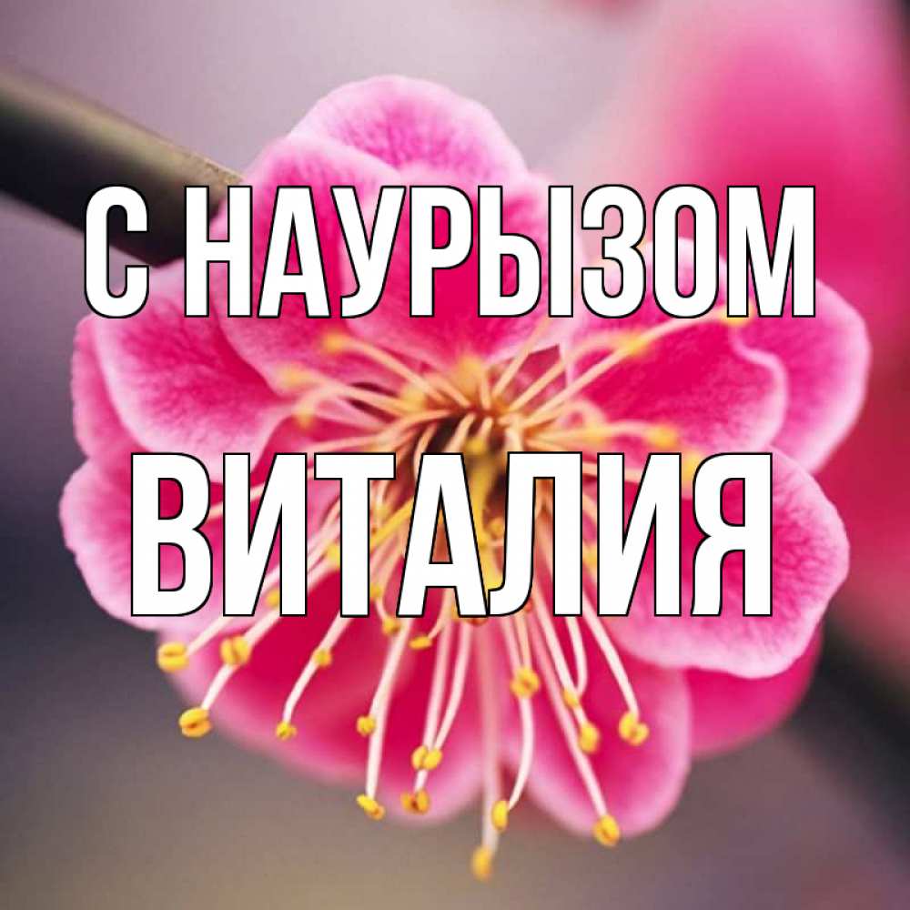 Открытка на каждый день с именем, Виталия С наурызом цветы Прикольная открытка с пожеланием онлайн скачать бесплатно 